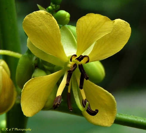 {Senna marilandica}